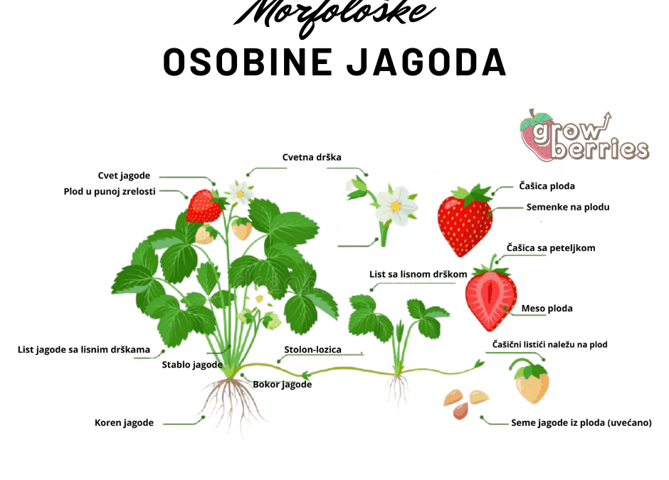 osobine jagoda